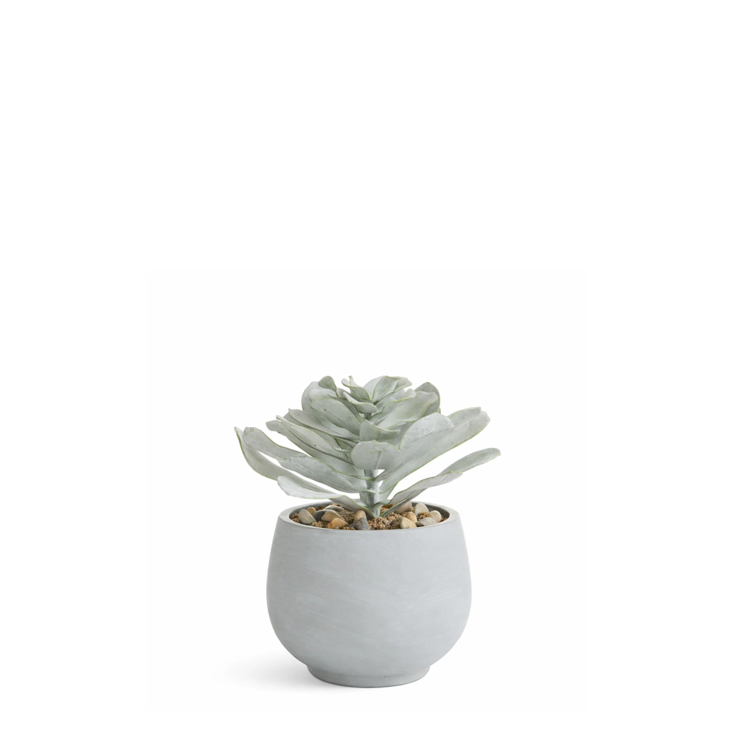 Succulente en Pot Maya