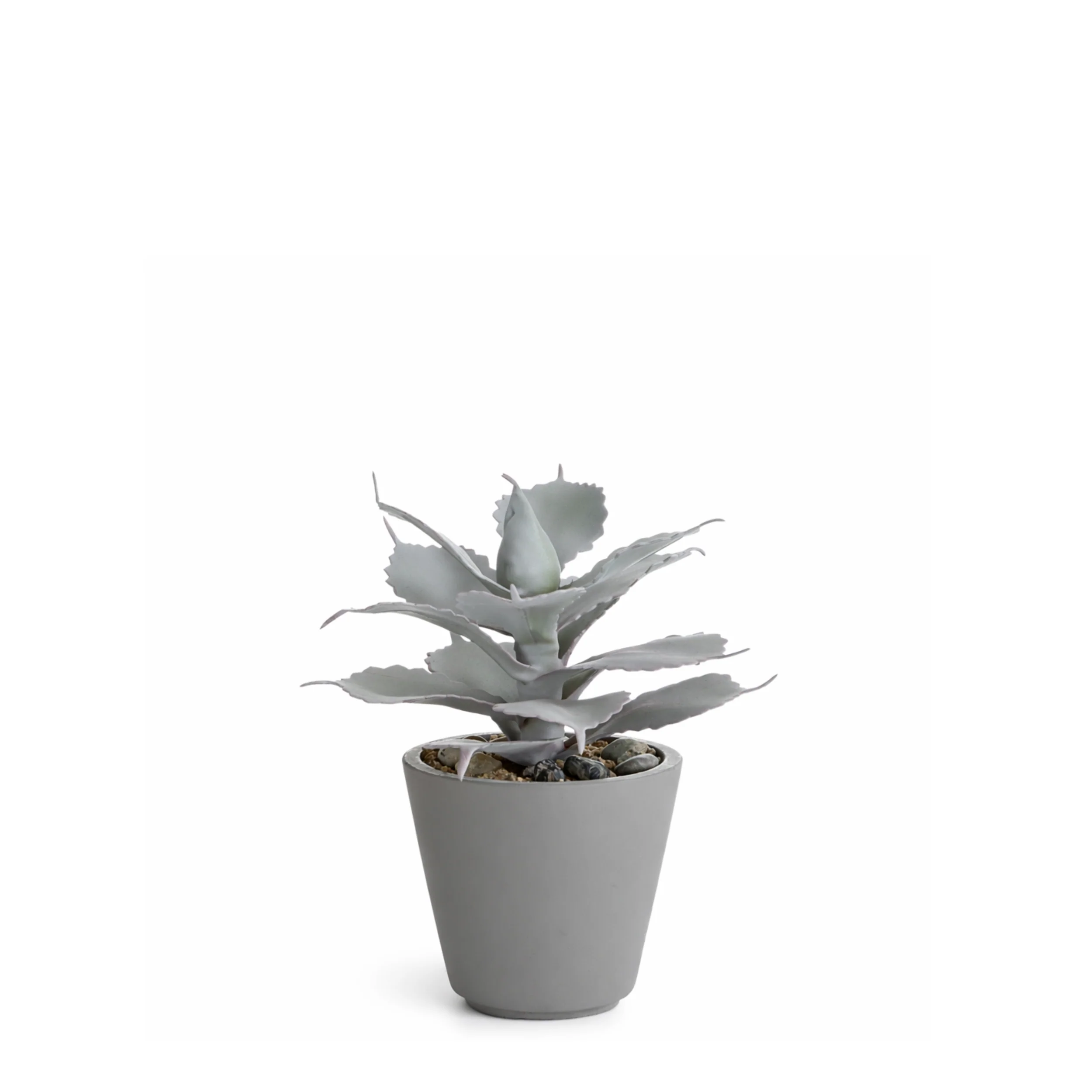 Succulente en Pot Maya