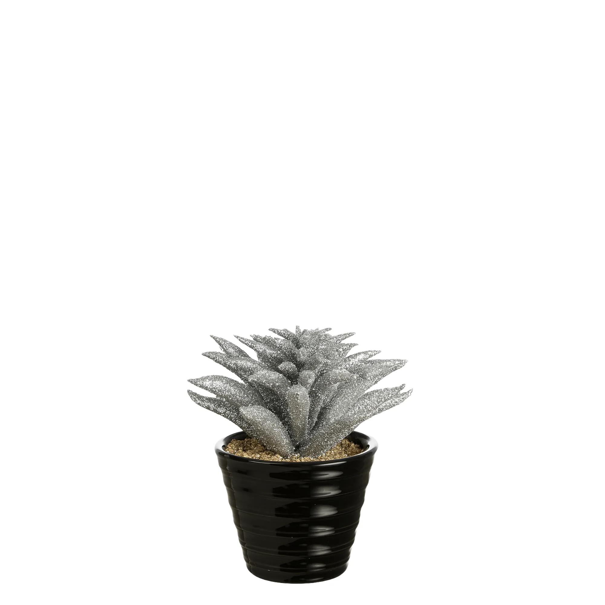 Succulente Dudleya pailletée en pot