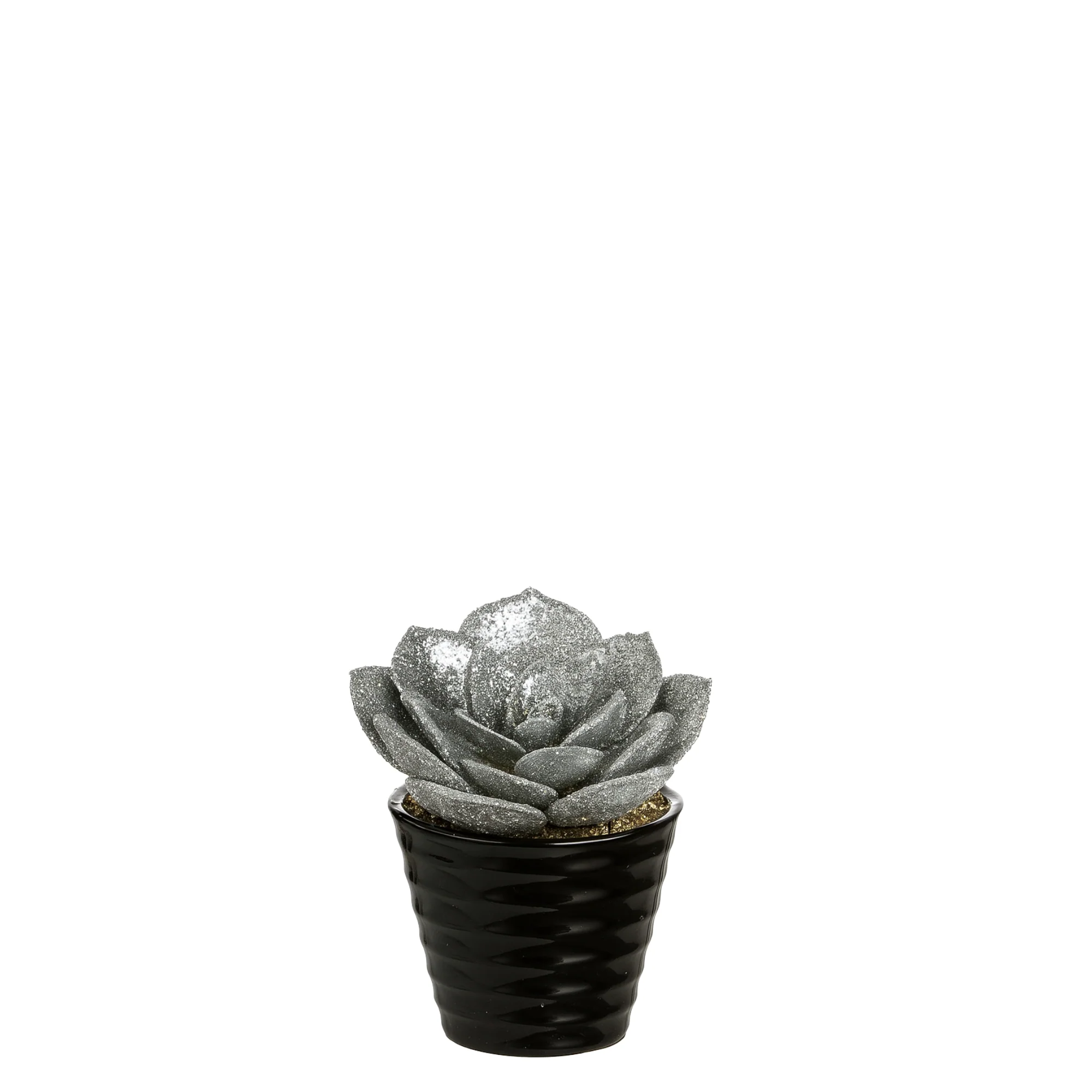 Succulente Echeveria pailletée en pot