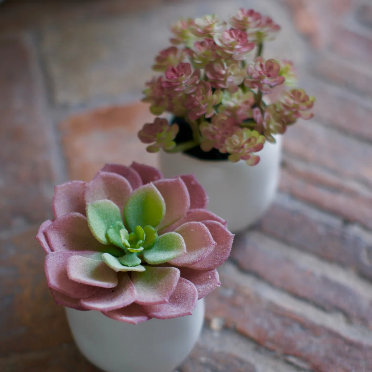 Succulente en pot - Image 3