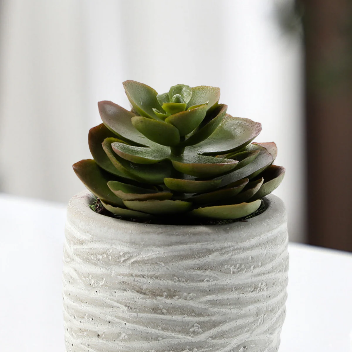 Succulentes en pot - Image 12