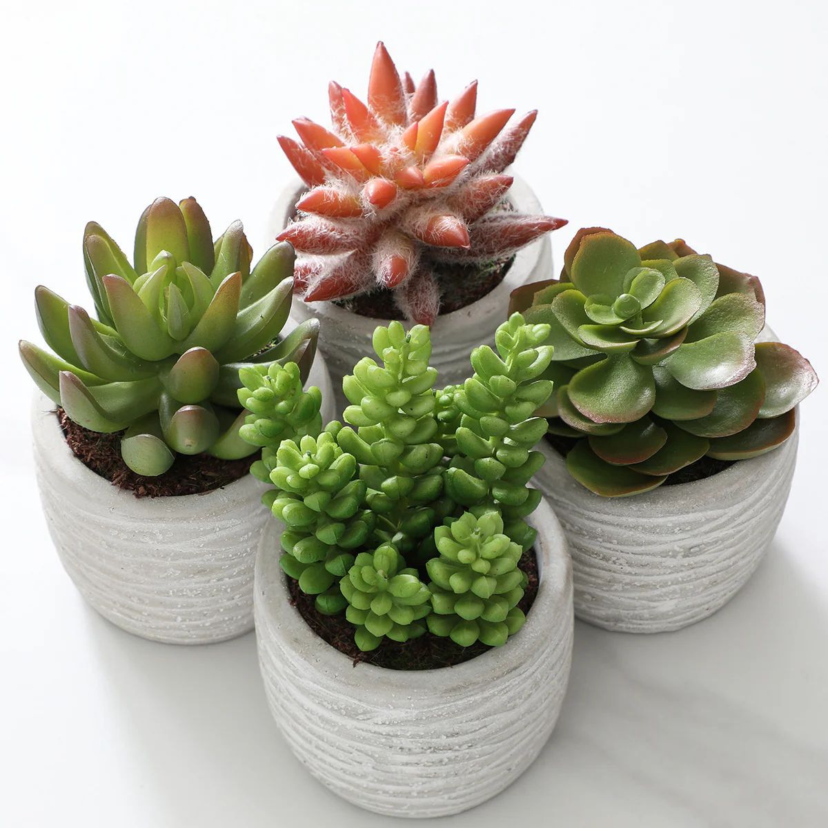 Succulentes en pot - Image 2