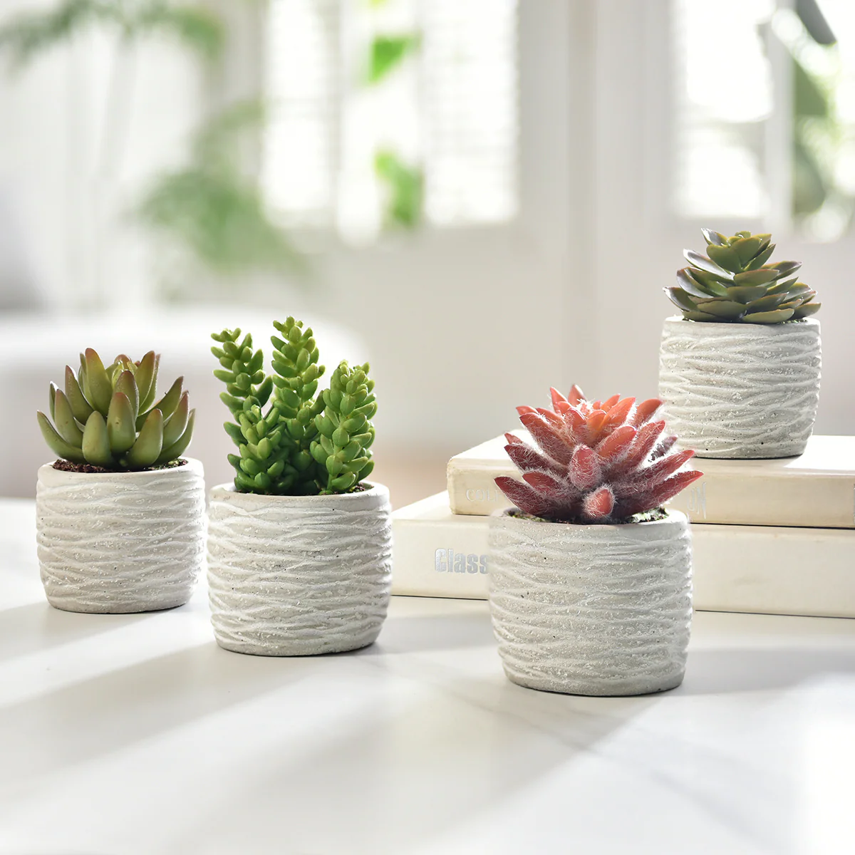 Succulentes en pot - Image 3