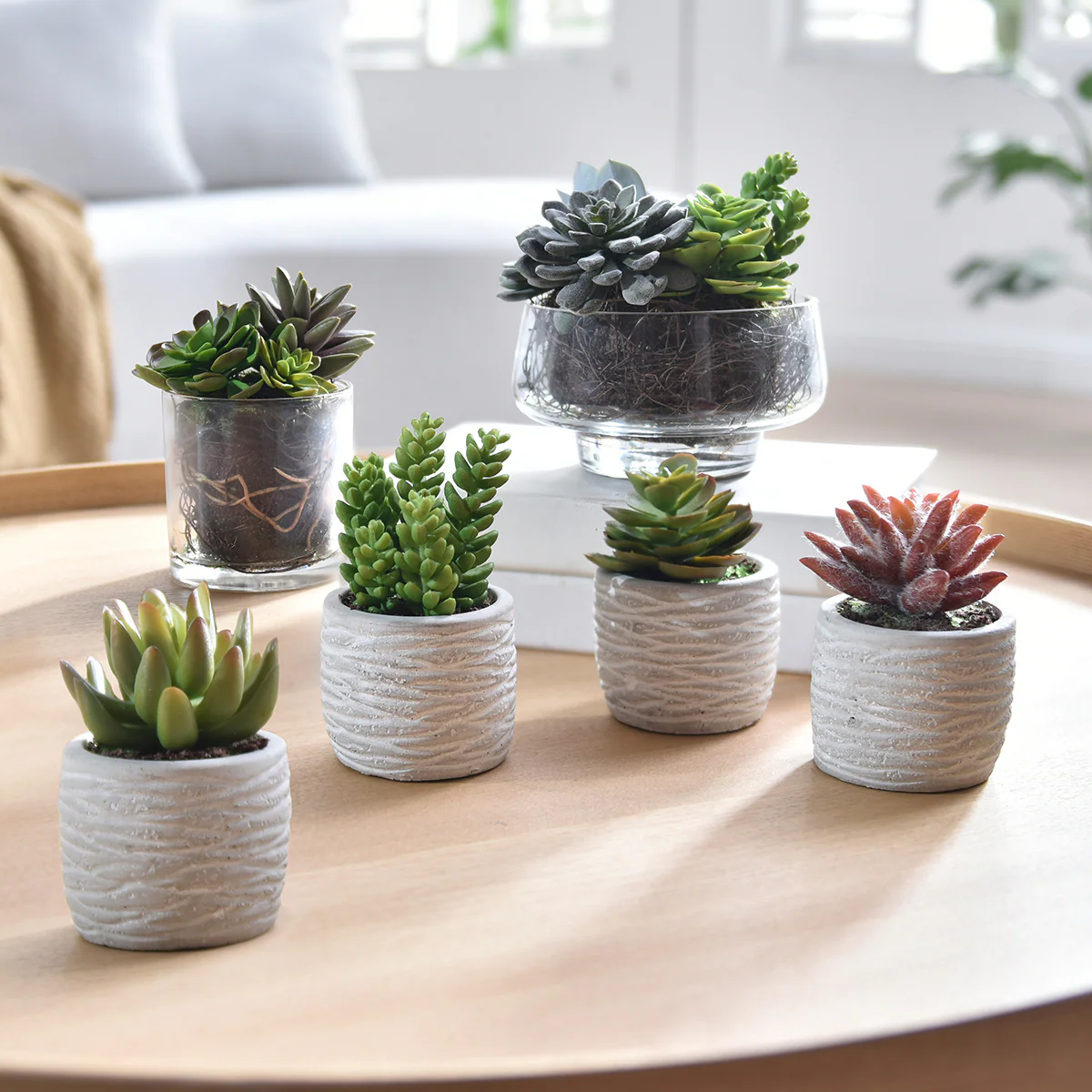 Succulentes en pot - Image 4