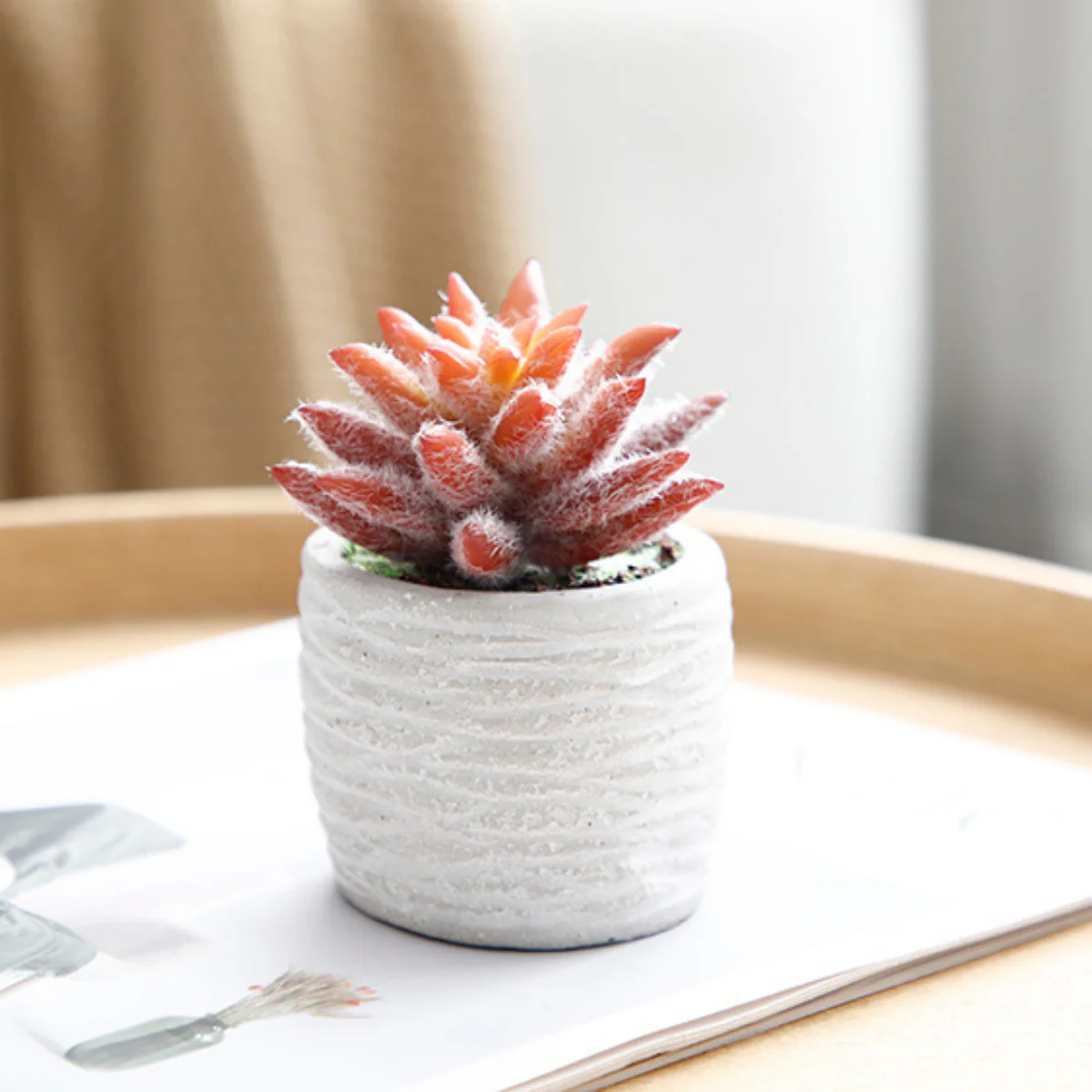 Succulentes en pot - Image 9