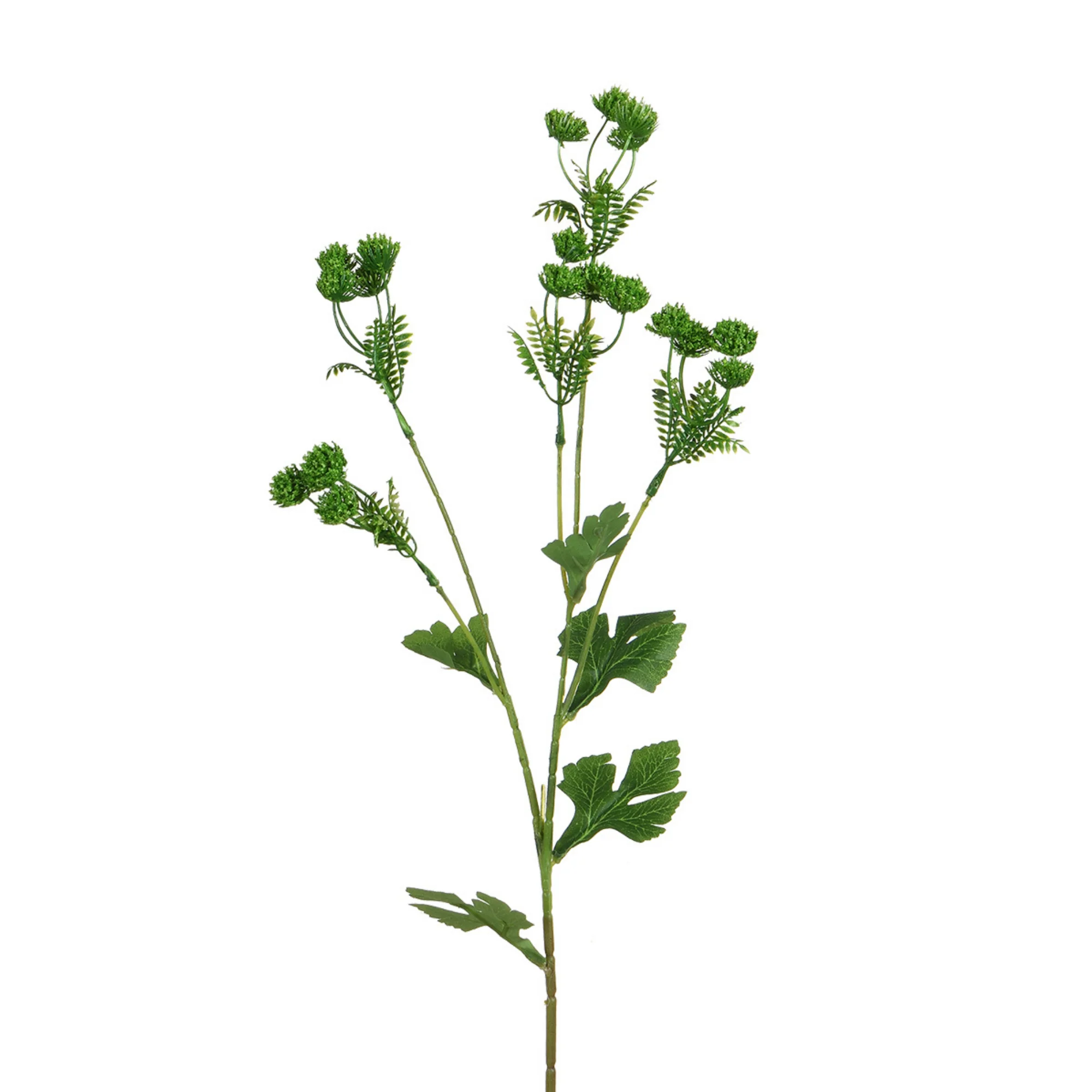Tige d’Alchémille 68 cm - Image 10