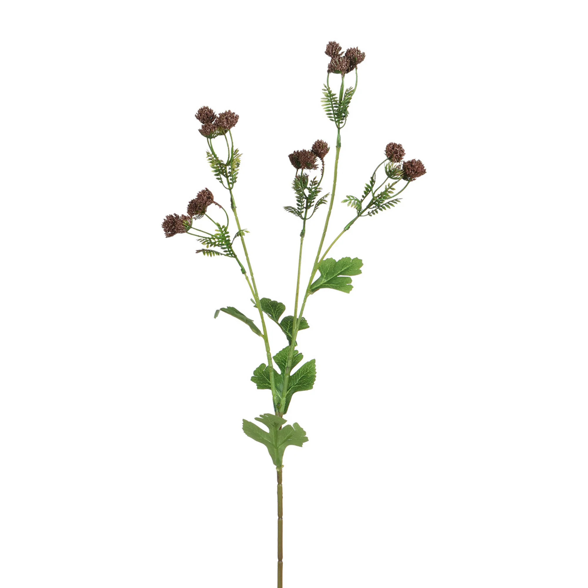 Tige d’Alchémille 68 cm - Image 4
