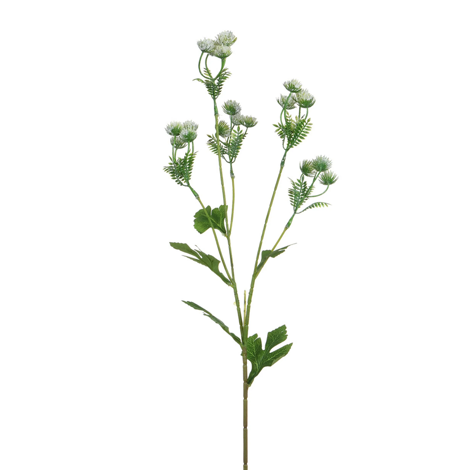 Tige d’Alchémille 68 cm - Image 7