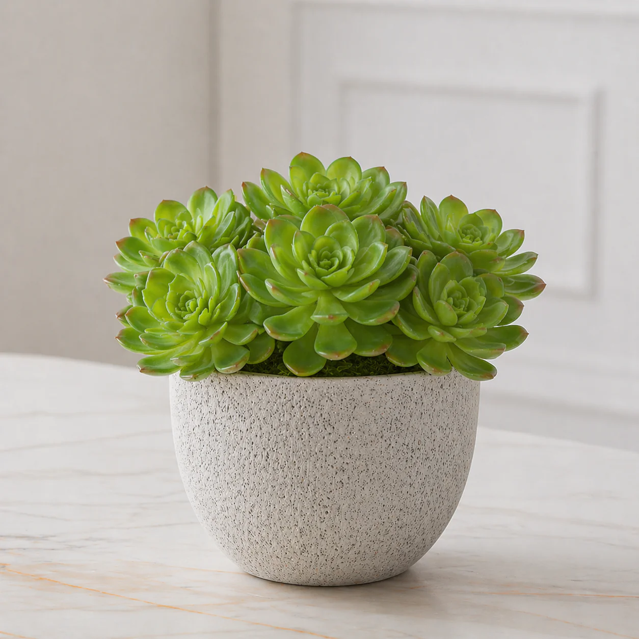 Feuillage Echeveria à piquer - Image 2