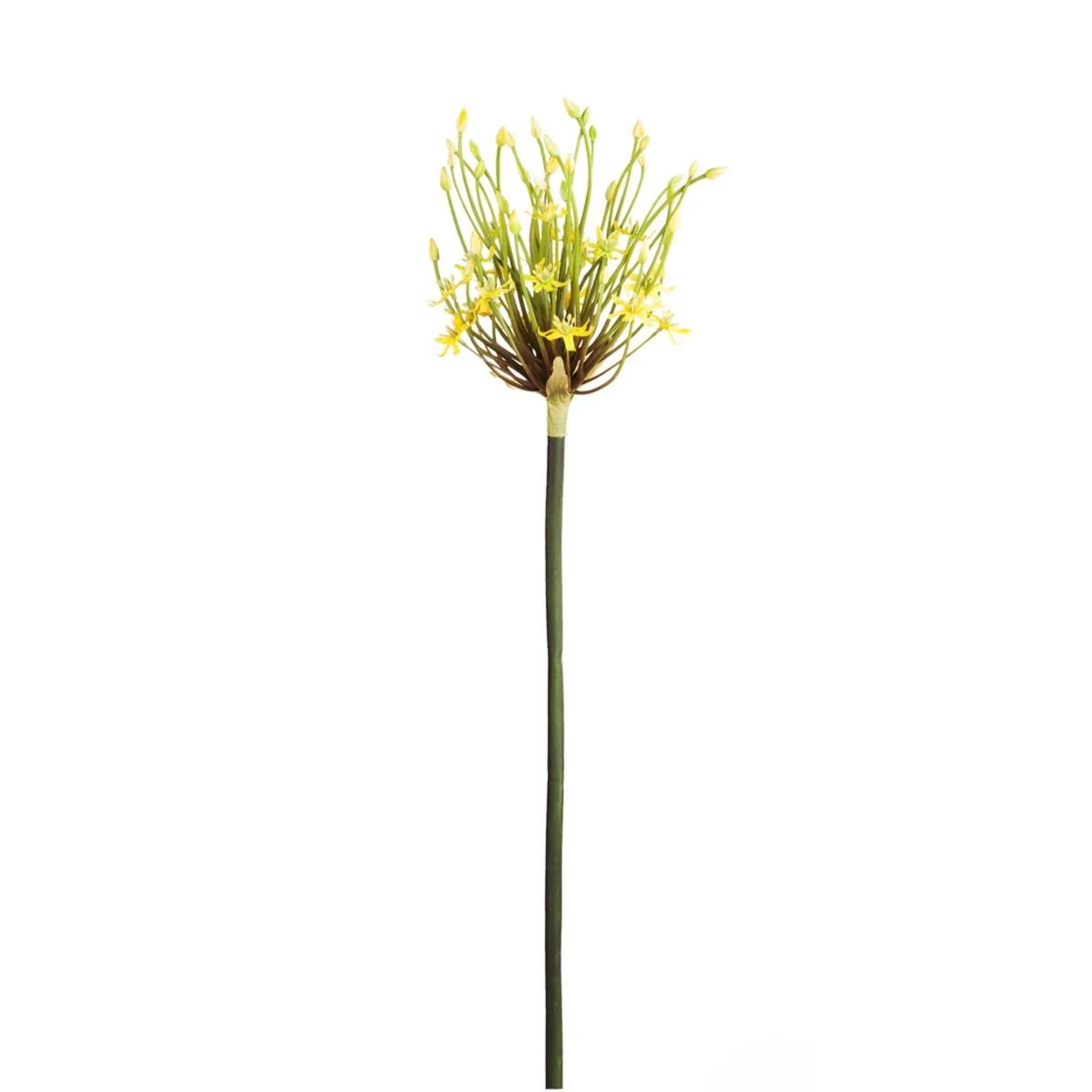 Tige d'Allium Spider - Image 2