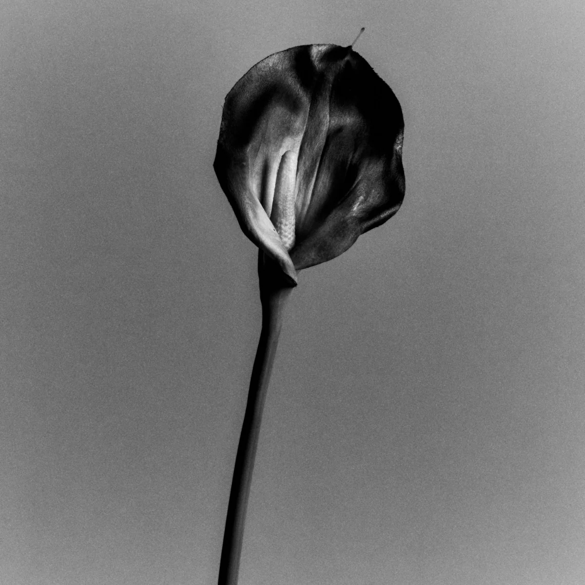 Tige d'Arum Kelly - Image 3
