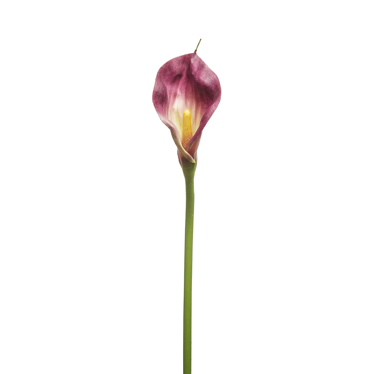 Tige d'Arum Kelly - Image 4