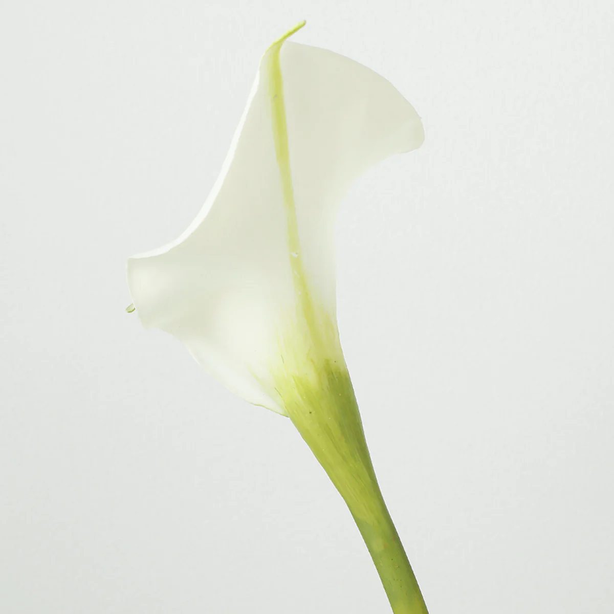Tige d'Arum long spathe Premium 75cm - Image 10