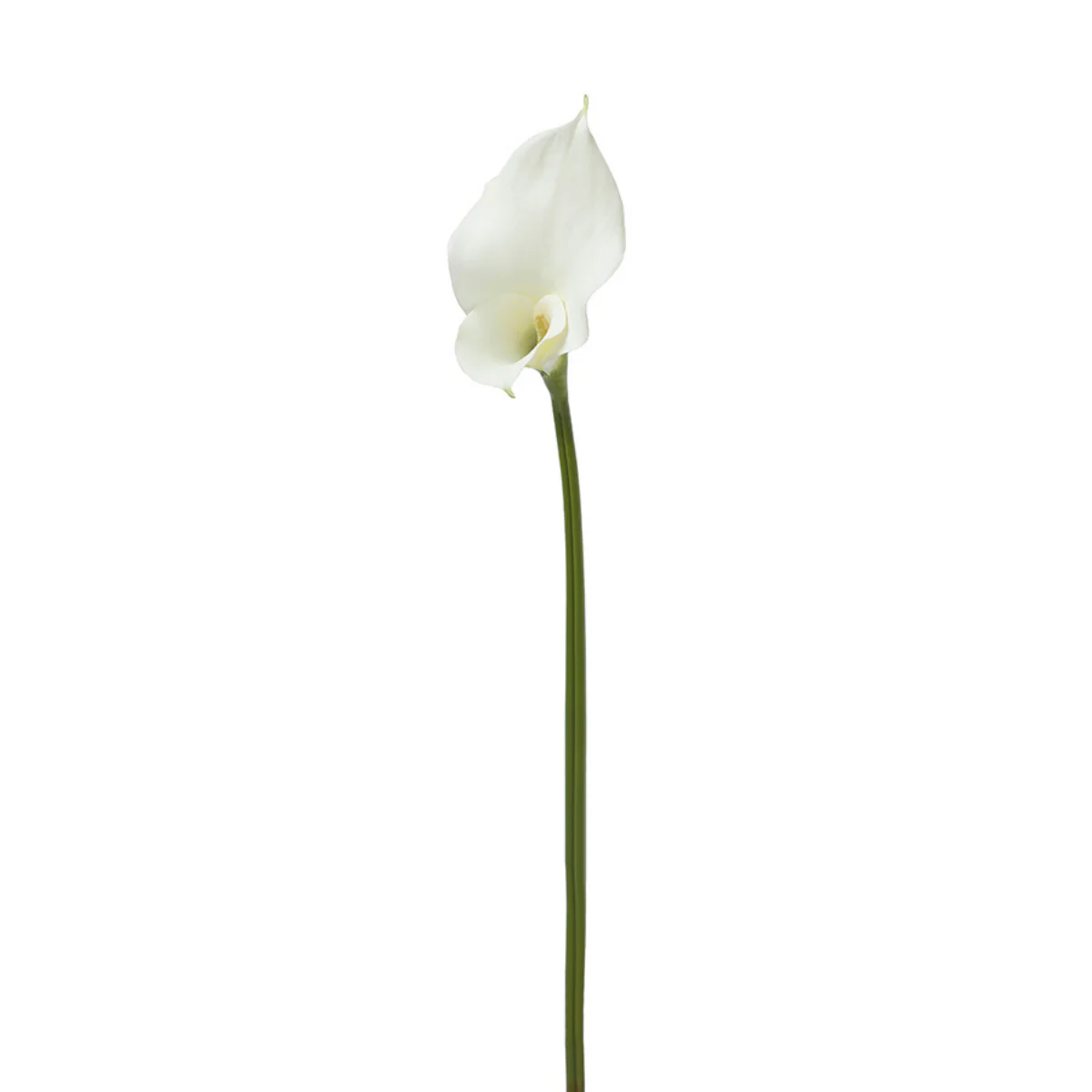 Tige d'Arum long spathe Premium 75cm - Image 11