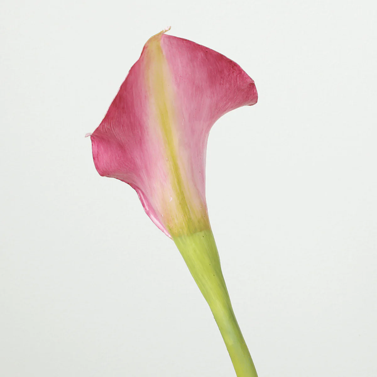 Tige d'Arum long spathe Premium 75cm - Image 3