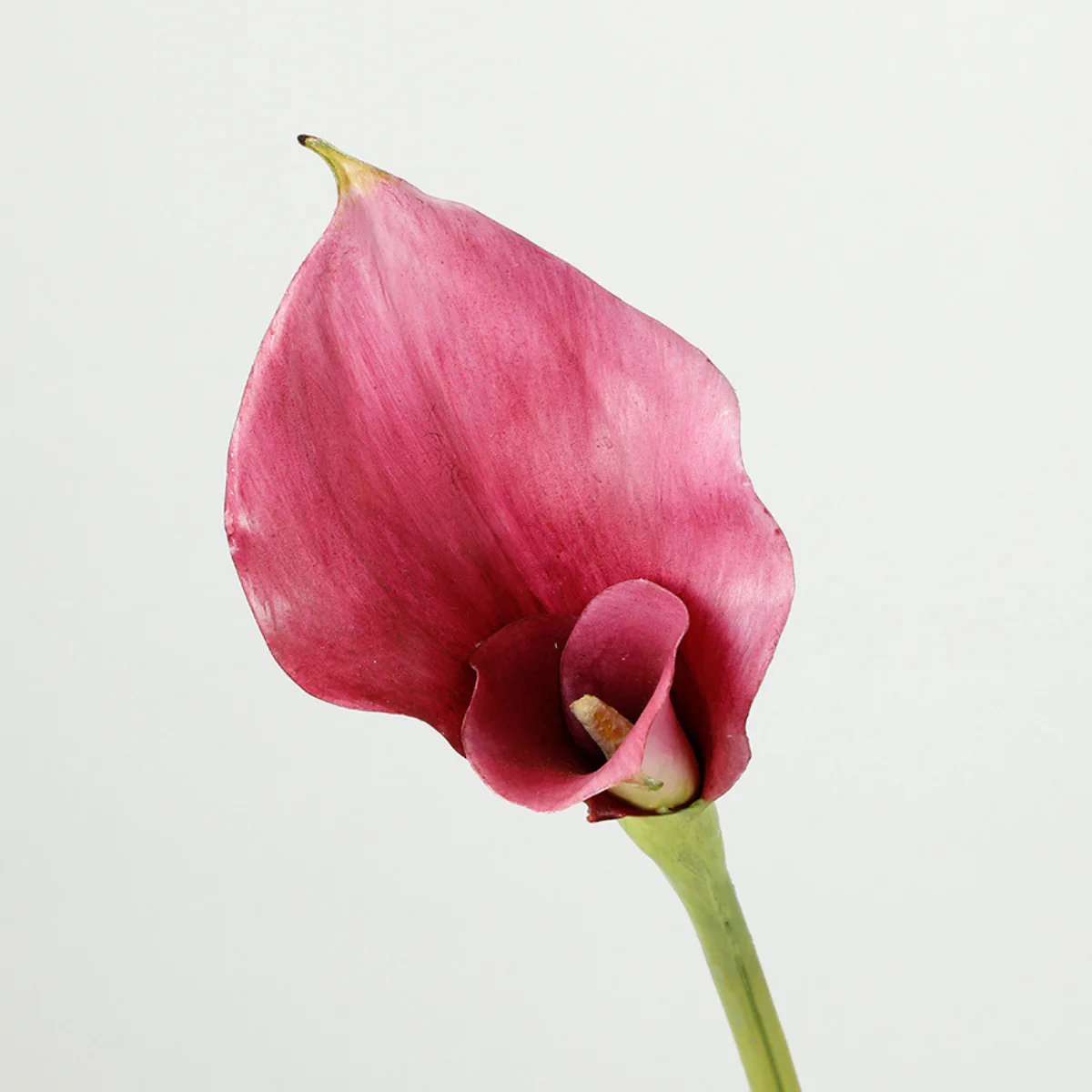Tige d'Arum long spathe Premium 75cm - Image 4