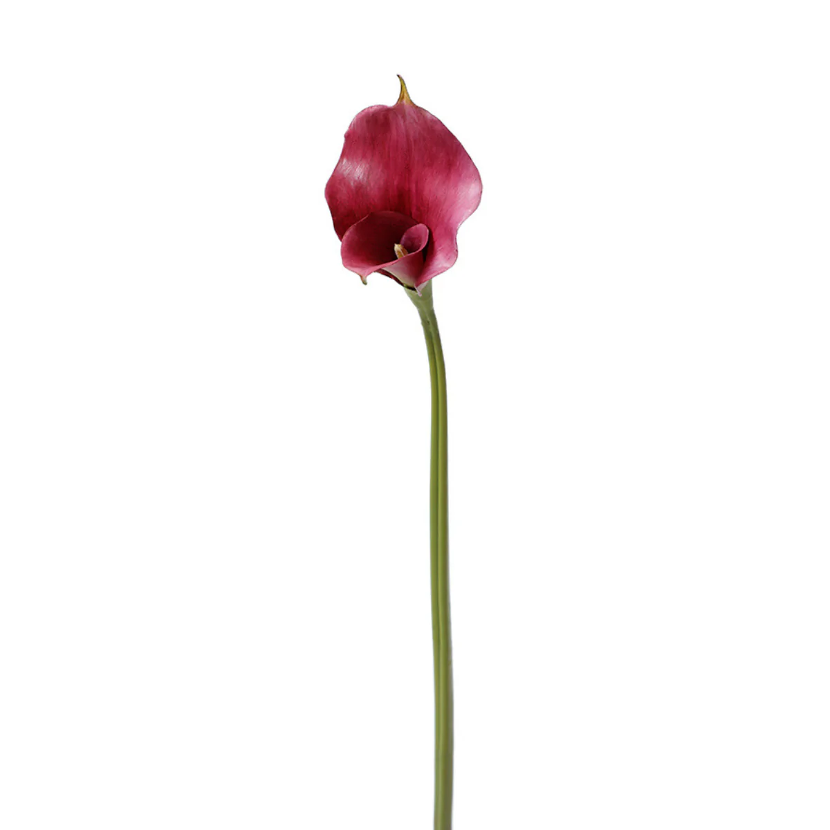 Tige d'Arum long spathe Premium 75cm - Image 5