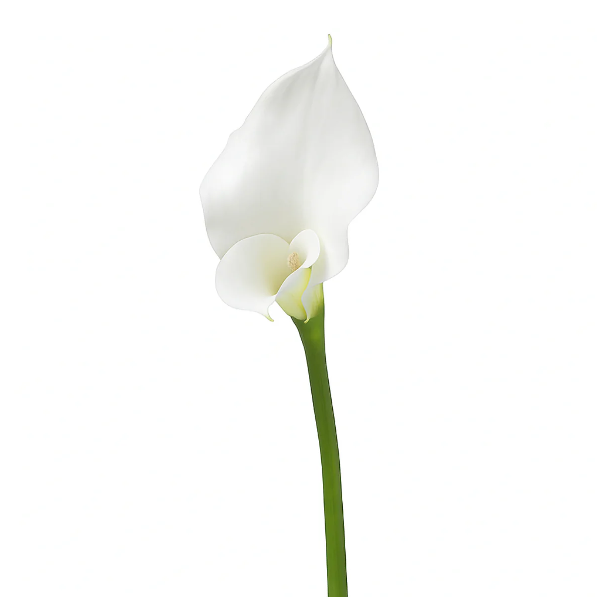 Tige d'Arum long spathe Premium 75cm - Image 6