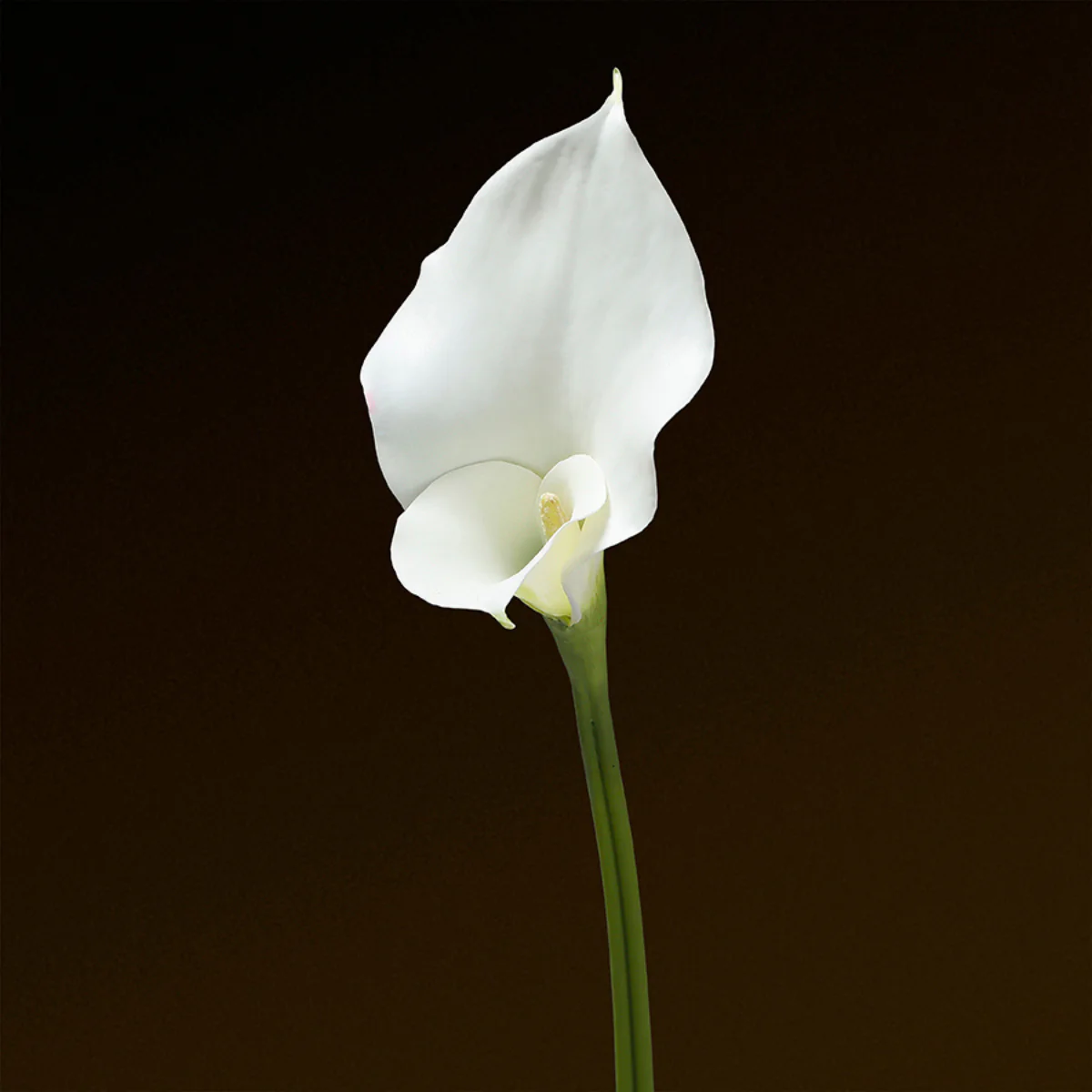 Tige d'Arum long spathe Premium 75cm - Image 7