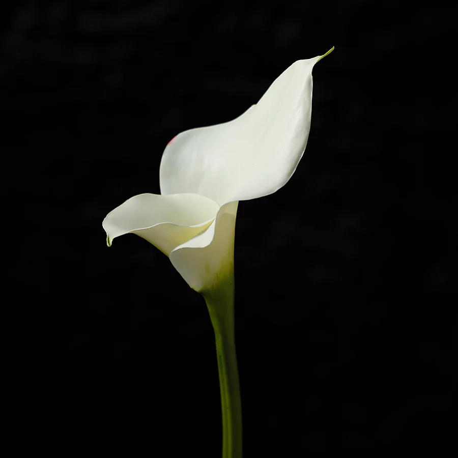 Tige d'Arum long spathe Premium 75cm - Image 8