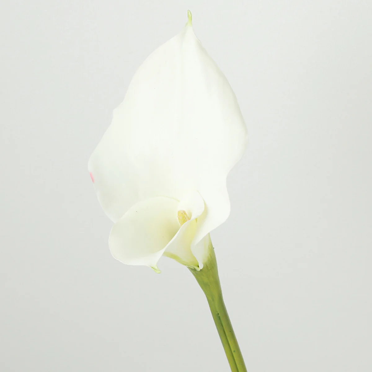 Tige d'Arum long spathe Premium 75cm - Image 9