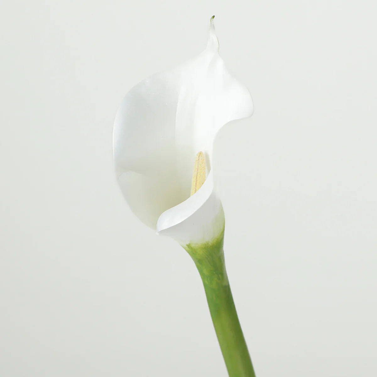 Tige d'Arum spathe court Premium 75cm - Image 3