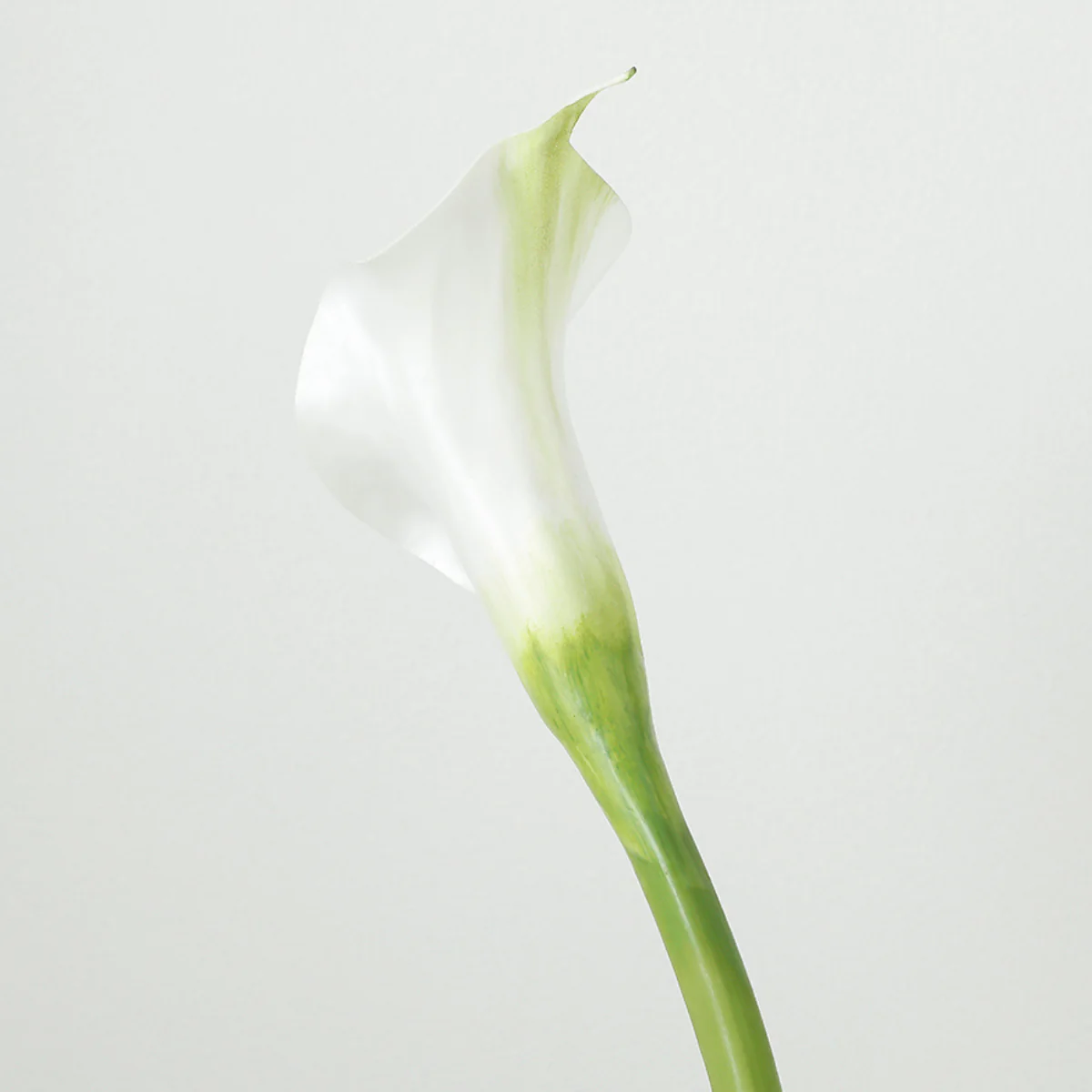 Tige d'Arum spathe court Premium 75cm - Image 4