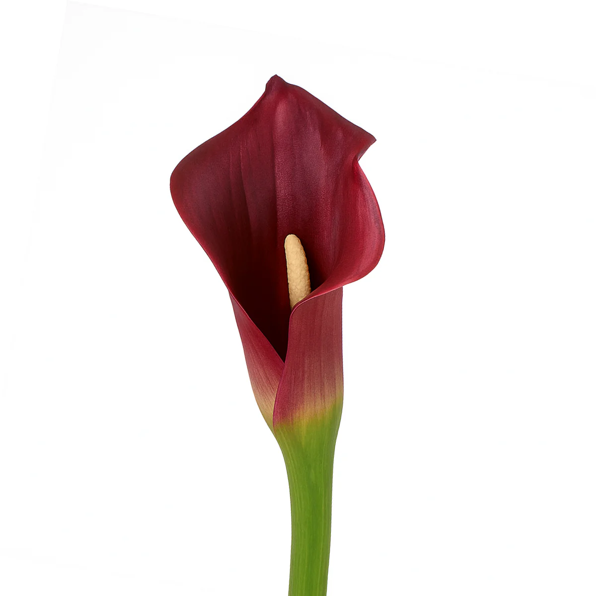 Tige d'Arum spathe court Premium 75cm - Image 6