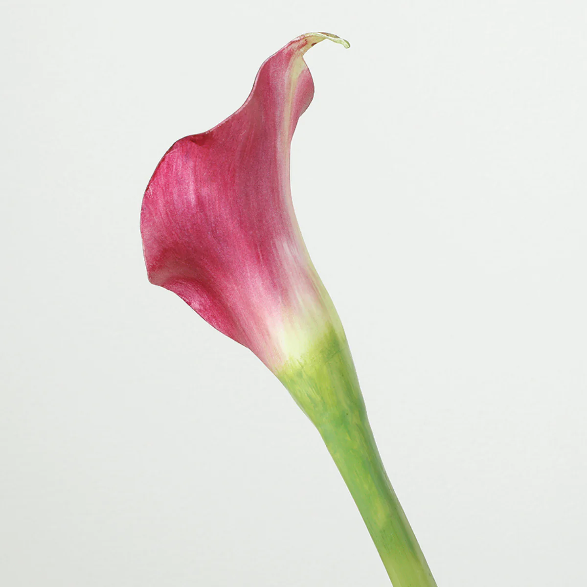 Tige d'Arum spathe court Premium 75cm - Image 9