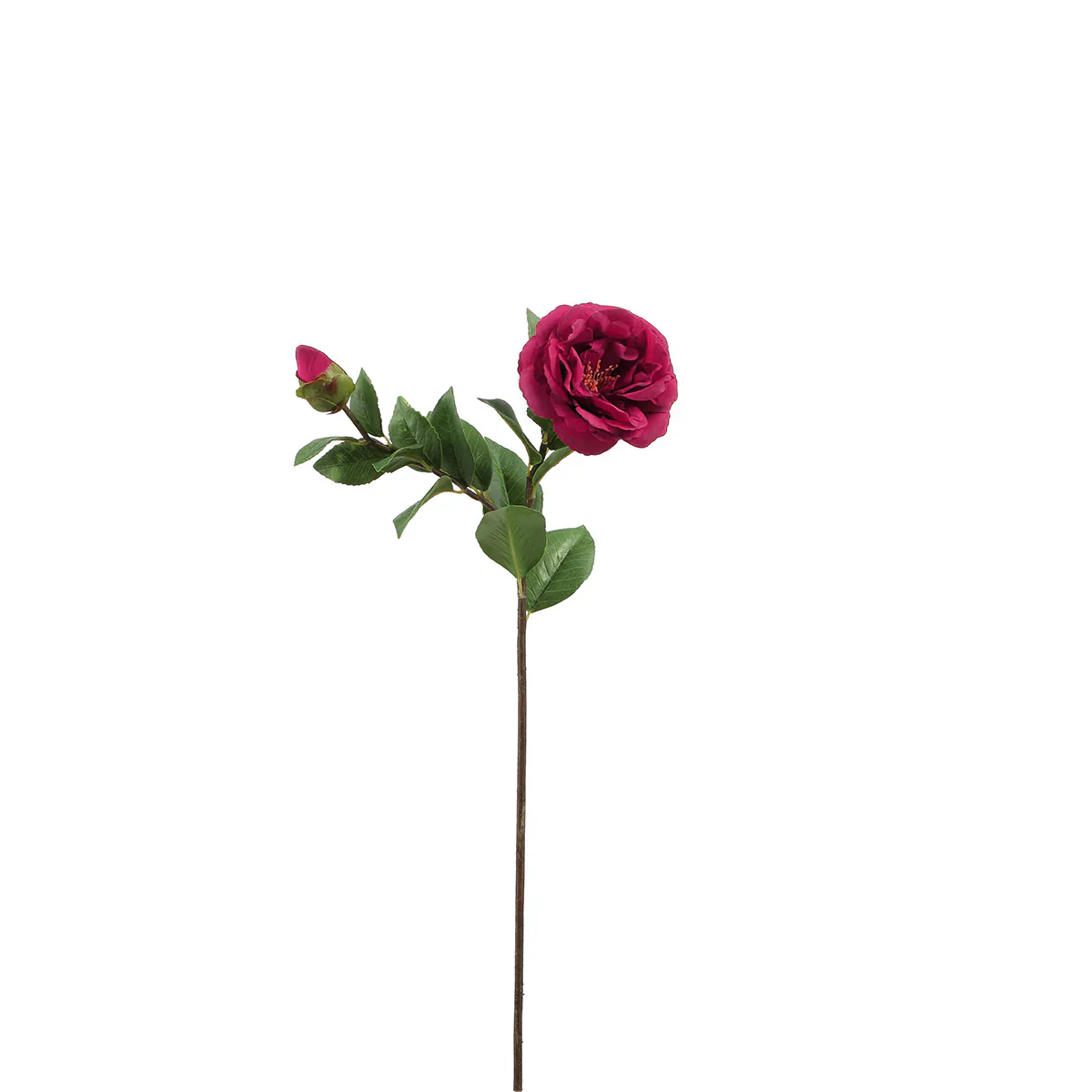 Tige de Camélia - Image 3