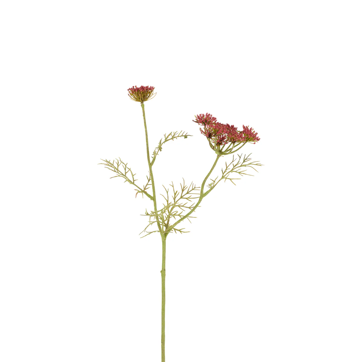 Tige de Carotte Sauvage - Image 3
