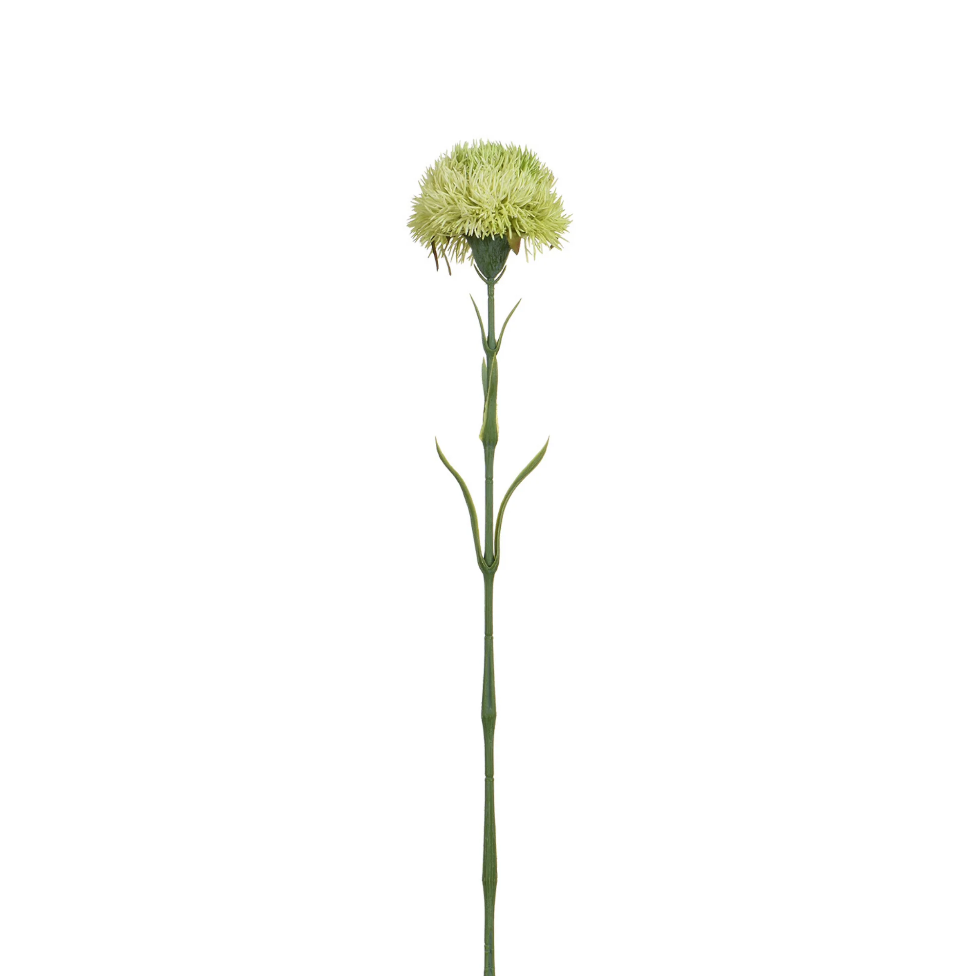 Tige de Chardon 60 cm - Image 10