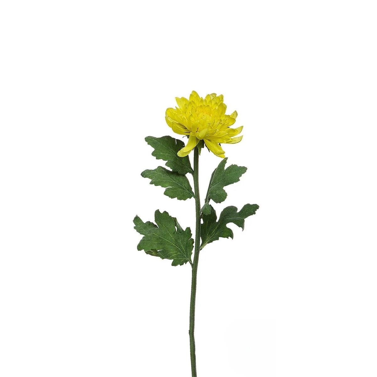 Tige de Chrysanthème Mum - Image 3