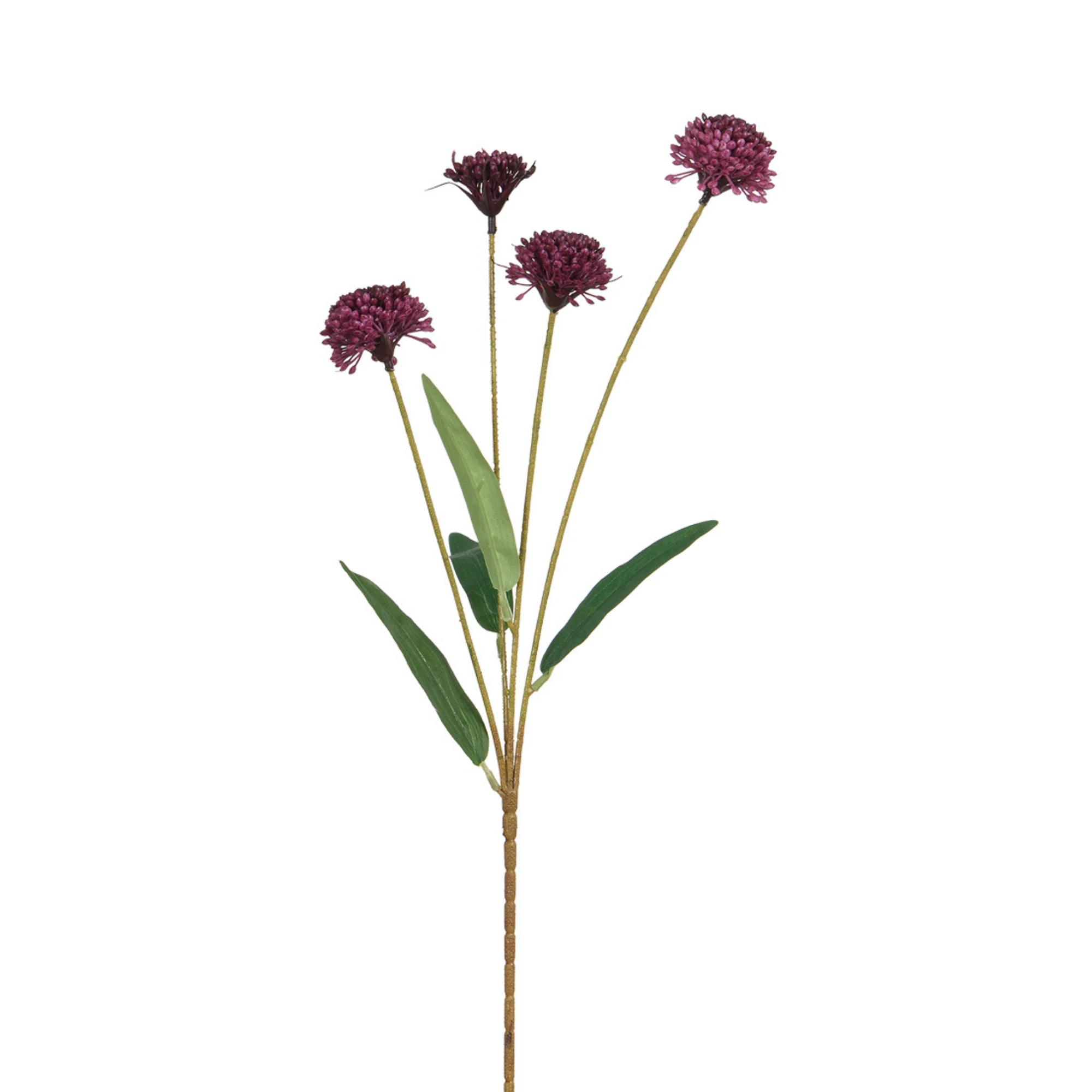 Tige de Chrysanthème Ping Pong 60 cm - Image 10
