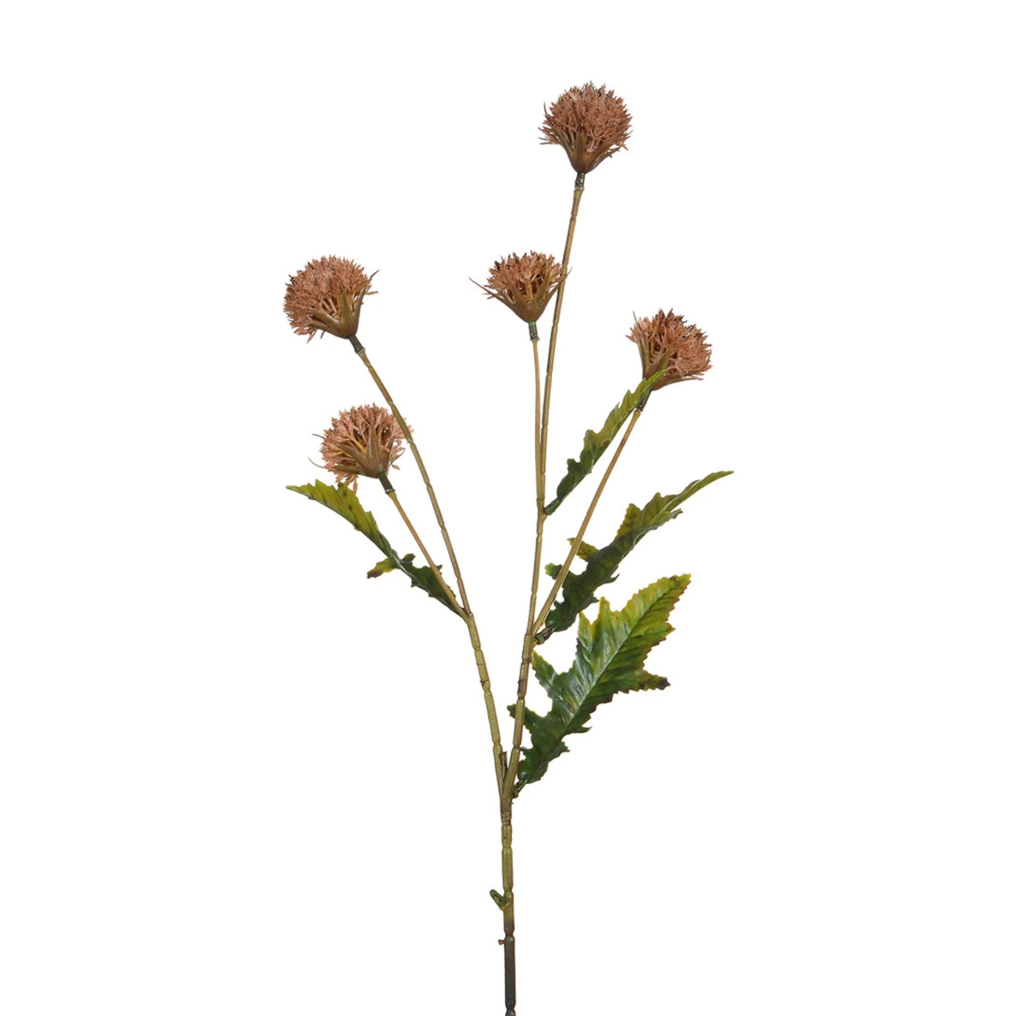 Tige de Chrysanthème Ping Pong 62 cm - Image 4