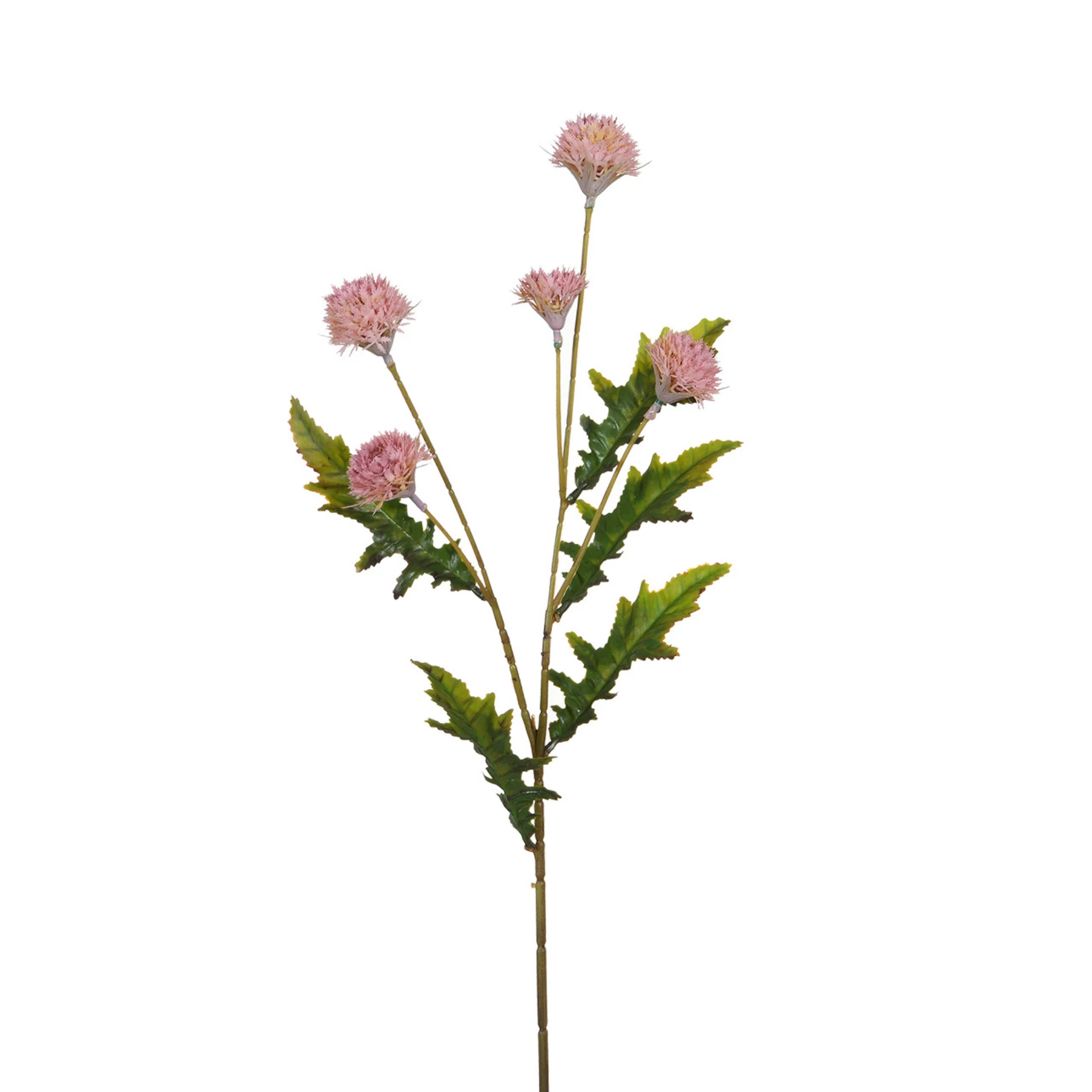 Tige de Chrysanthème Ping Pong 62 cm - Image 7