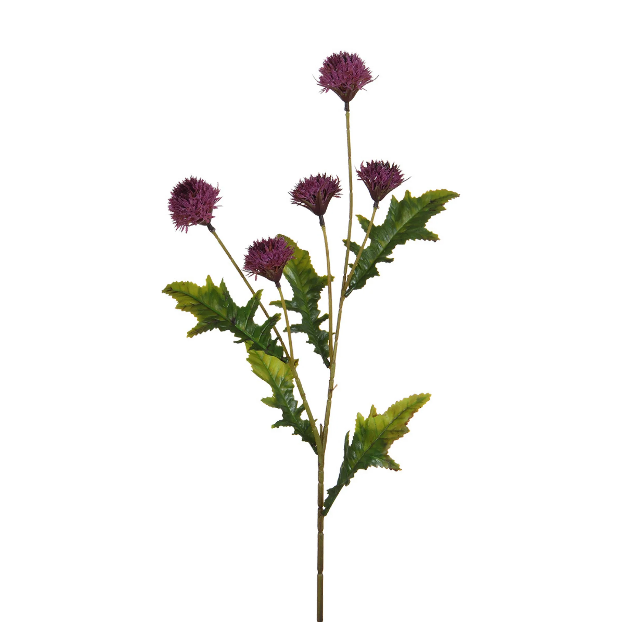 Tige de Chrysanthème Ping Pong 62 cm - Image 9