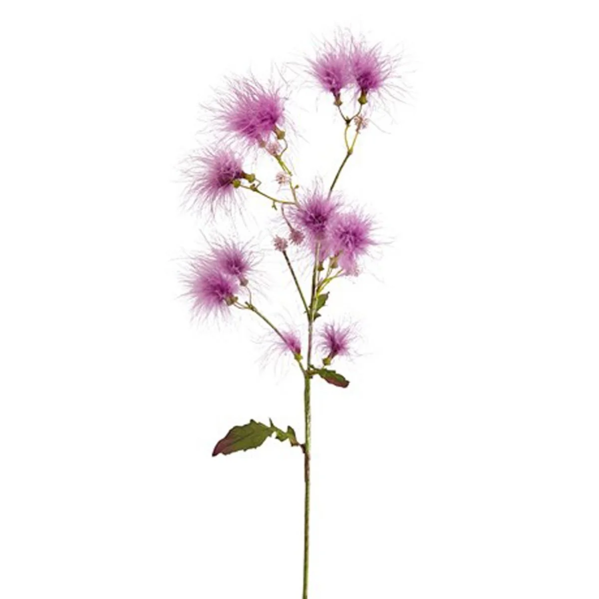 Tige de Cotinus - Image 3
