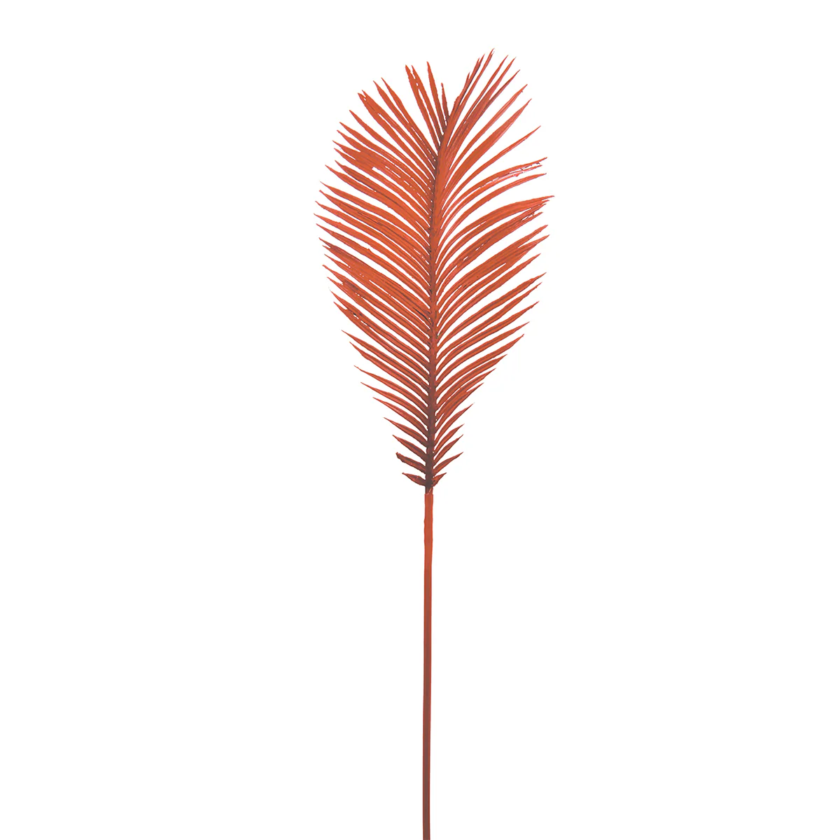 Feuillage de Cycas