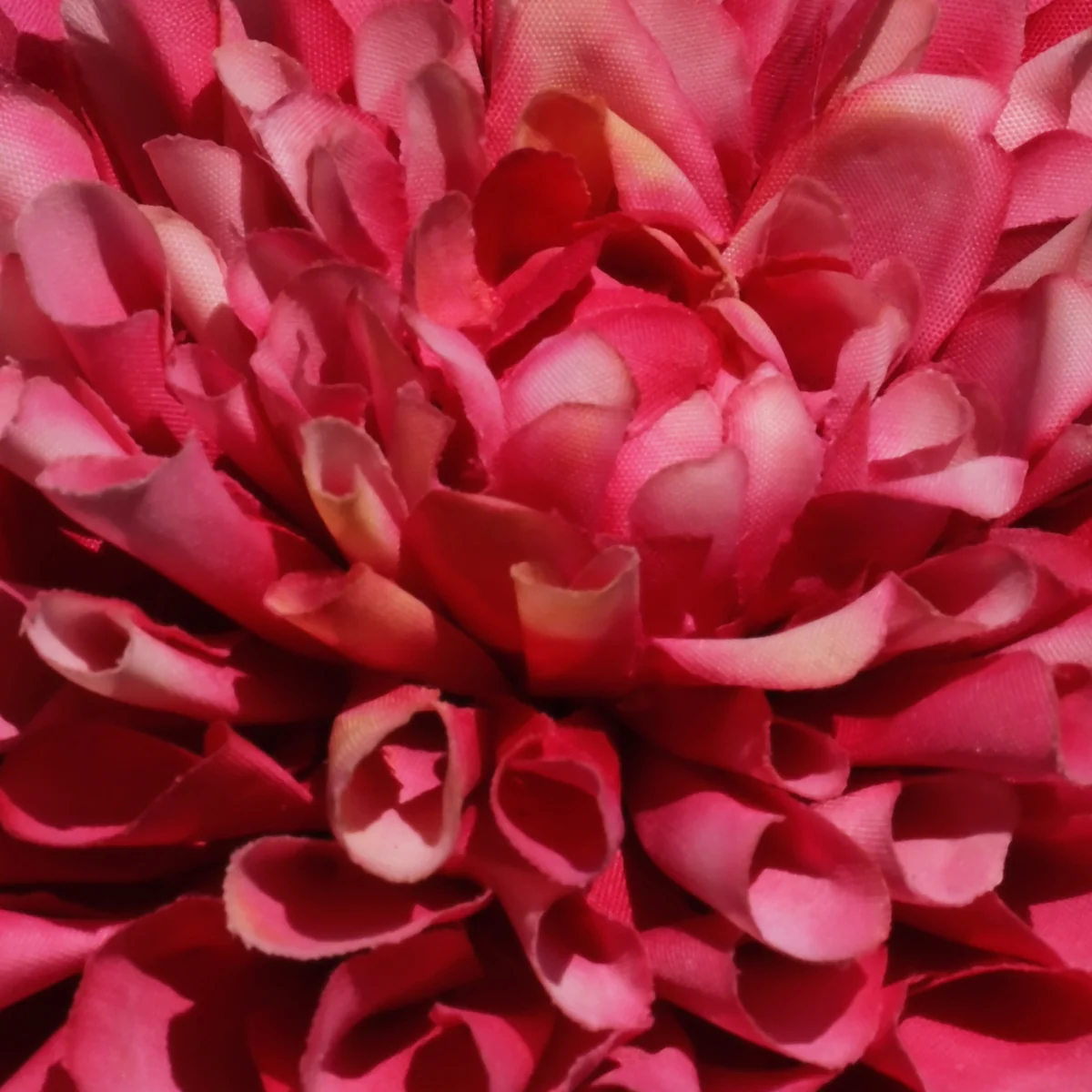 Tige de Dahlia Clara - Image 3