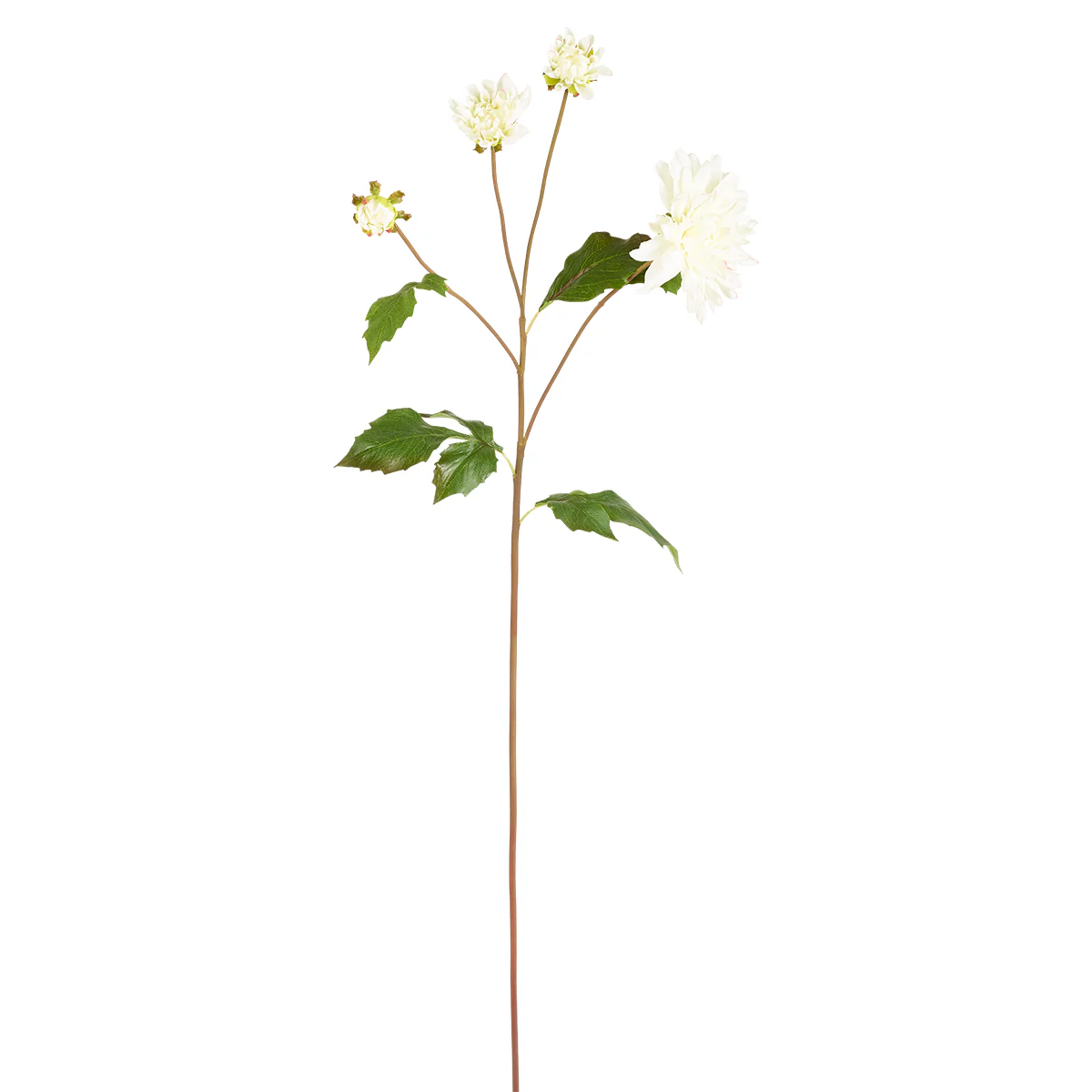 Tige de Dahlia Clara - Image 6