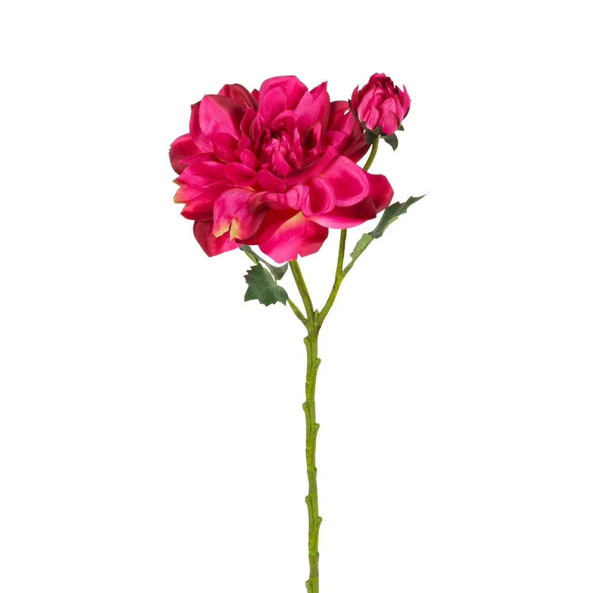 Tige de Dahlia avec bourgeon - Image 2