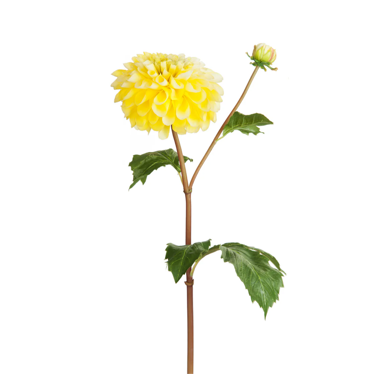 Tige de Dahlia avec bourgeon - Image 8