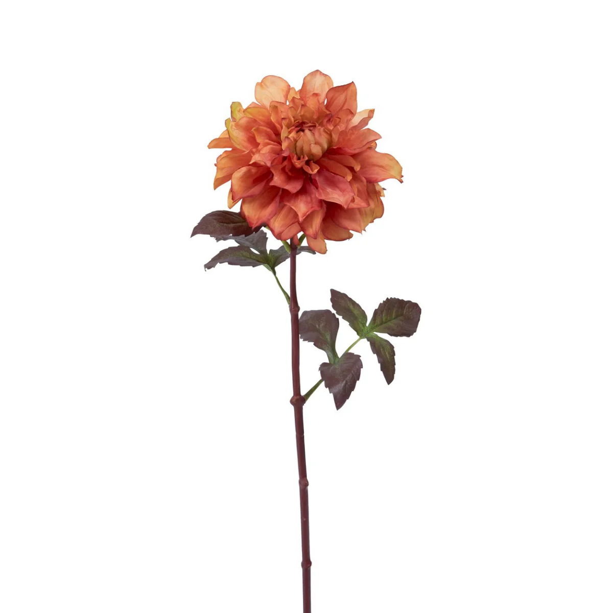 Tige de Dahlia Mayan - Image 3