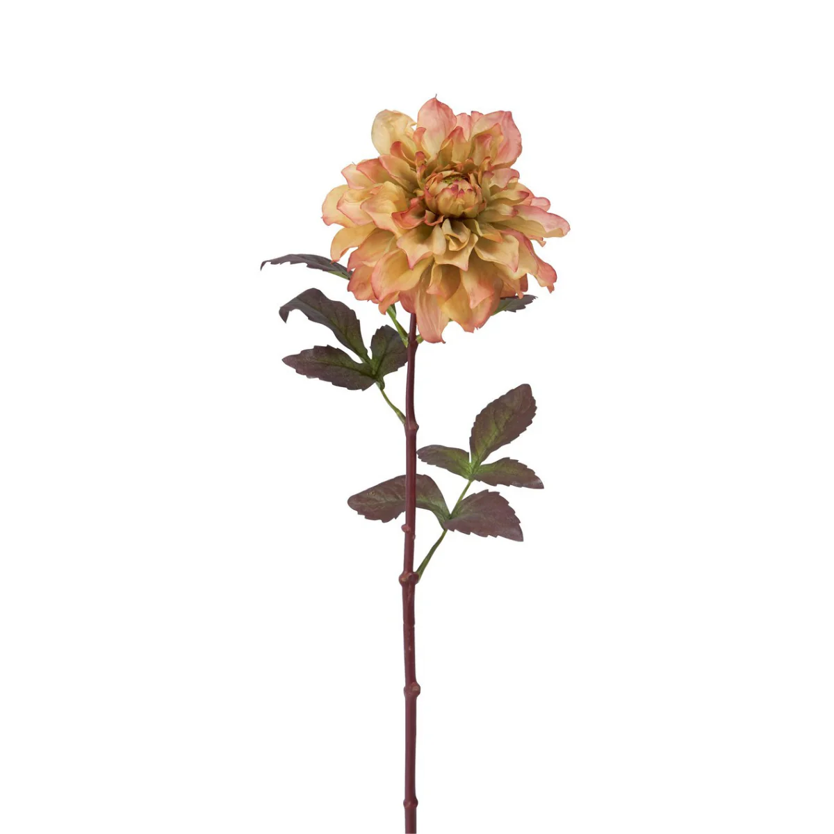 Tige de Dahlia Mayan - Image 4