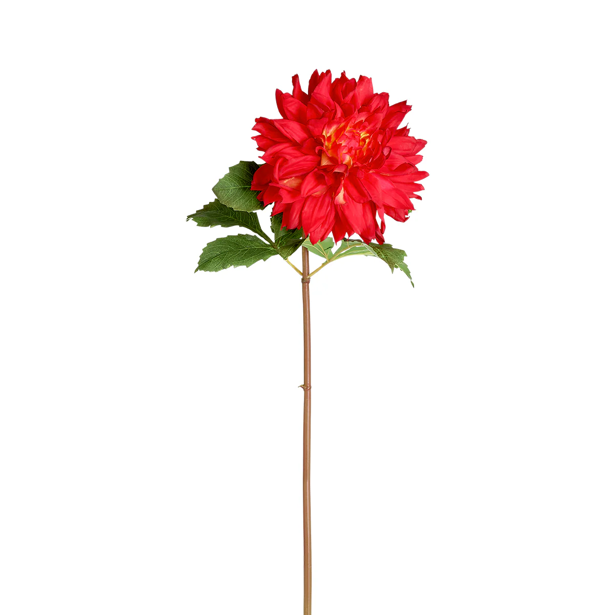 Tige de Dahlia Premium 70 cm - Image 10