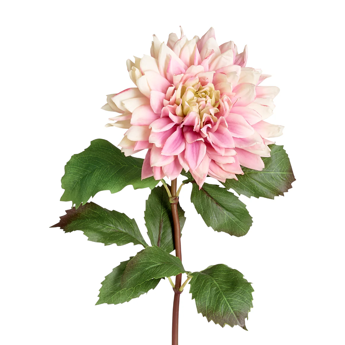 Tige de Dahlia Premium 70 cm - Image 11