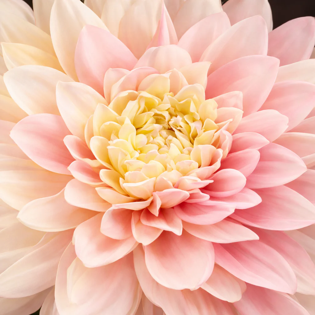 Tige de Dahlia Premium 70 cm - Image 13