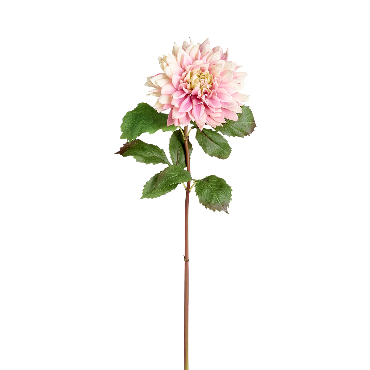 Tige de Dahlia Premium 70 cm - Image 15